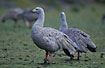 A close-up of the locally common Cape Barren geese