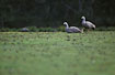 "Keenly used" field of Cape Barren geese