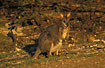 Tammar Wallaby in late evening light