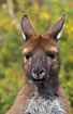 Portrait of curious kangaroo