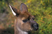 Portrait of curious kangaroo