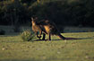 Kangaroo in evening light