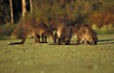 A group of kangaroos grazing in the evening light