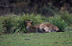 Kangaroo sleeping in the daytime