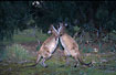 Young kangaroos boxing and playing
