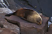 Photo ofNew Zealand Fur Seal (Arctocephalus forsteri). Photographer: 