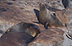 Fur seals sunbathing