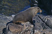 Fur seal relaxing on a rock