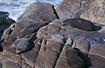 Fur seals relaxing on the rocks