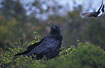 Foto af Australsk Krage (Corvus coronoides). Fotograf: 