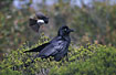 "Willie Wagtail" attacks raven, that does not seem to take much notice