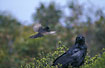 "Willie Wagtail" attacks raven, that does not seem to care