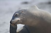 Australian Sea-Lion relaxes and scratches its back