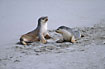 Two young Australian Sea-Lions fight and play