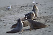Australian Sea-Lions fight and play with onlookers
