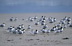 A group of Crested terns/Swift terns at the sea shore