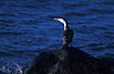 Photo ofPied Cormorant (Phalacrocorax varius). Photographer: 