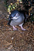 Photo ofLittle Penguin (Eudyptula minor novaehollandiae). Photographer: 