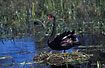 Black Swan on the nest
