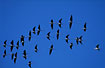 A group of Stilts in flight