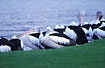 Australian Pelicans resting