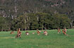 Fertile valley with grazing kangaroos 