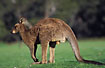Photo ofEastern Grey Kangaroo (Macropus giganteus). Photographer: 