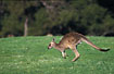 Jumping Kangaroo female 