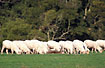Kangaroo among grazing sheep