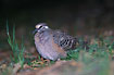 Common Bronzewing on the forest floor