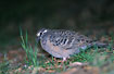 Common Bronzewing at the forest floor