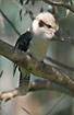 Photo ofLaughing kookaburra (Dacelo novaeguineae). Photographer: 