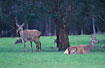 Introduced deer among Australias wild kangaroos
