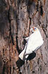 Parrot in eucalypt