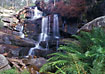 Waterfall and ferns at "wonderland range"