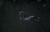 Black Swan with water droplets