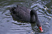 Photo ofBlack Swan (Cygnus atratus). Photographer: 