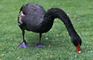 Black Swan eating grass