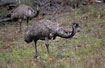 The flightless Emu