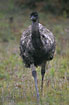 The flightless emu