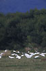 Photo ofSulphur-crested Cockatoo (Cacatua galerita). Photographer: 