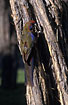 Photo ofCrimson Rosella (Platycercus elegans elegans). Photographer: 