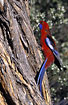 Parrot on eucalypt