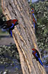 Parrots on eucalypt