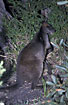 Foto af Swamp Wallaby/ Balck-tailed Wallaby (Wallabia bicolor). Fotograf: 
