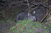 Wombat near its cave
