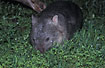 Wombat grazing during the night
