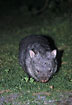 Wombat grazing during the night