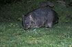 Photo ofCommon Wombat (Vombatus ursinus). Photographer: 