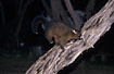 Dark form of common brushtail possum